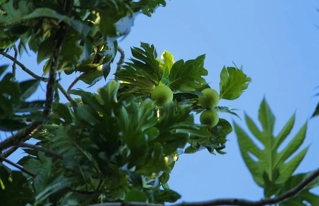 Pousada Fruta Pão-1